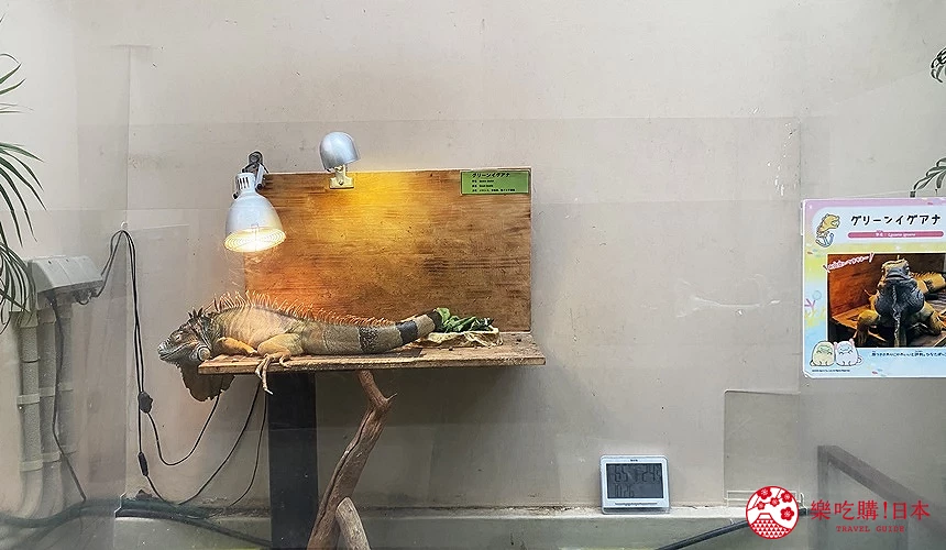 展示綠鬣蜥