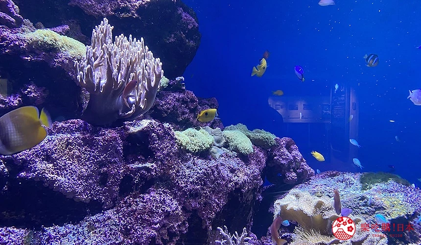 展示紫色的珊瑚礁水槽