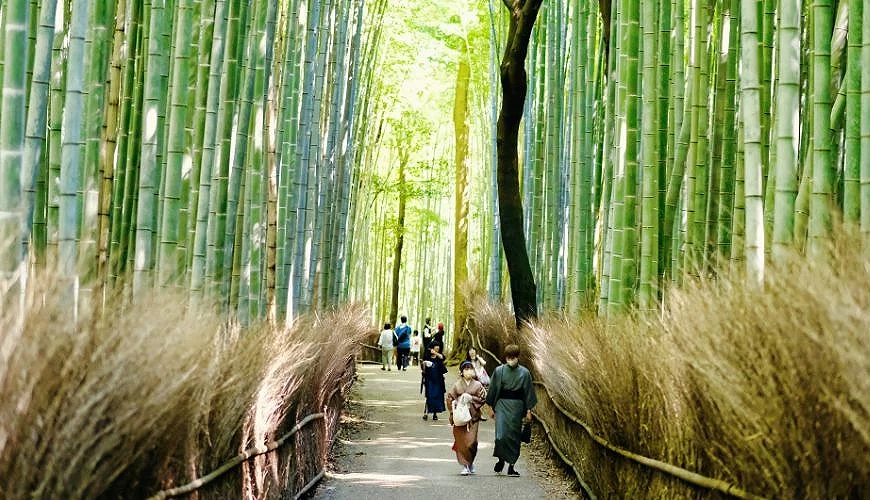 遊客在嵐山竹林小徑大景