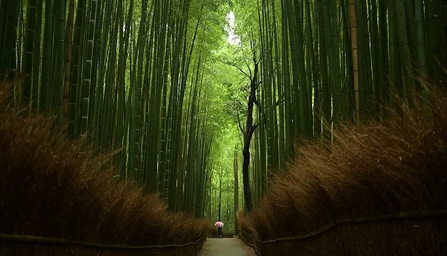 嵐山竹林小徑前方有遊客行走的大景景觀
