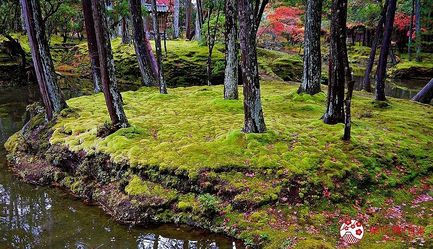 嵐山西芳寺(苔寺)內部青苔景觀