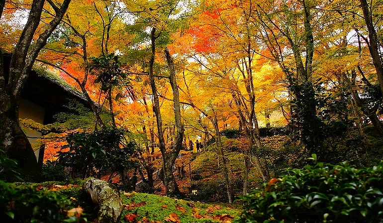 嵐山常寂光寺寺內的楓葉廣角景觀