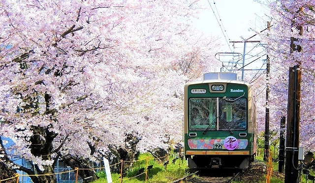 櫻花盛開的嵐山,嵐電列車緩緩行駛於鐵道上