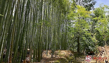 嵐山地藏院的竹之參道廣角景觀