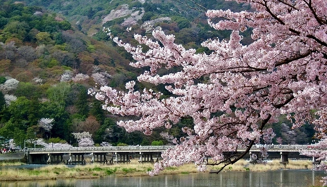 嵐山春天櫻花前景望向橋邊