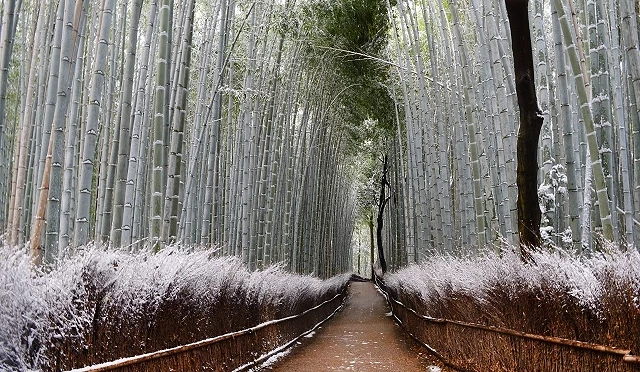 嵐山冬天竹林小徑內雪景
