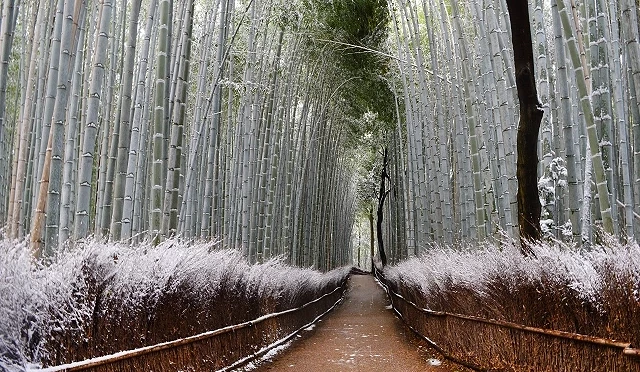 積雪覆蓋的嵐山竹林小徑