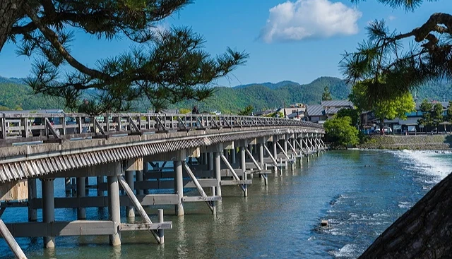 前景是松樹的嵐山渡月橋中景