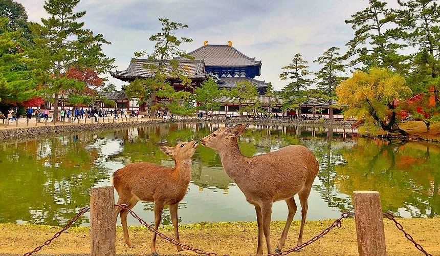 奈良東大寺前池塘畔,兩隻梅花鹿親暱互動的可愛景象