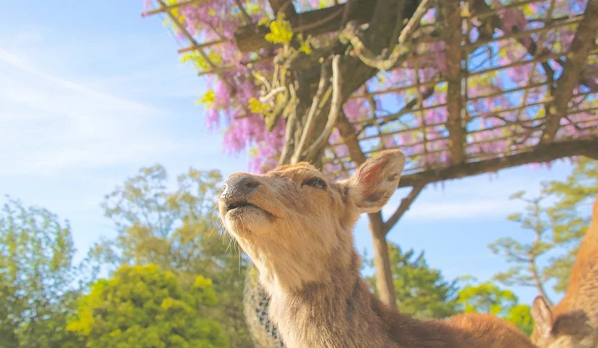 奈良公園春日晴空下的鹿與盛開紫藤花