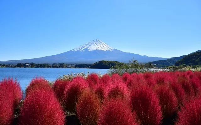 大石公園攻略：薰衣草／掃帚草花海、河口湖拍絕景／逆富士、交通全解析