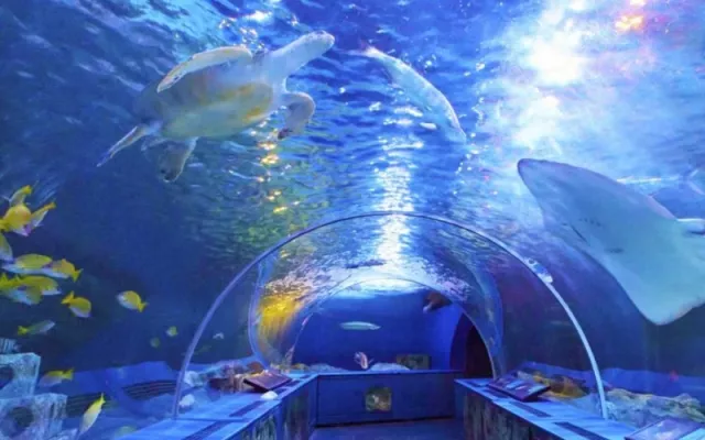 品川水族館：近距離海豚秀、下雨不用怕