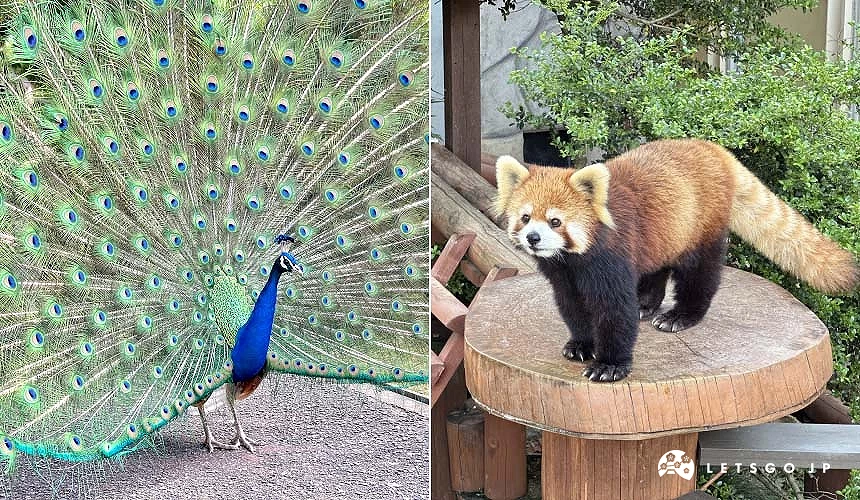 開屏的孔雀以及像絨毛娃娃般可愛的浣熊