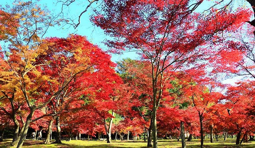 「岡山後樂園」秋天楓紅景色