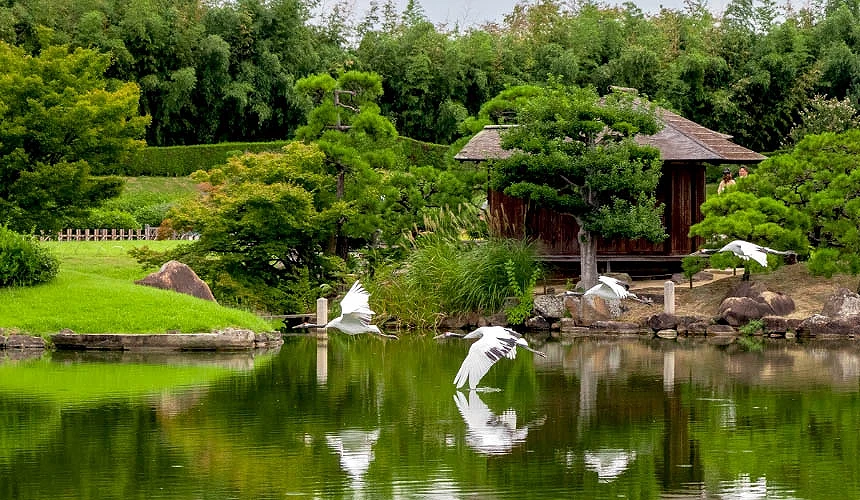 「岡山後樂園」冬季丹頂鶴翱翔景色