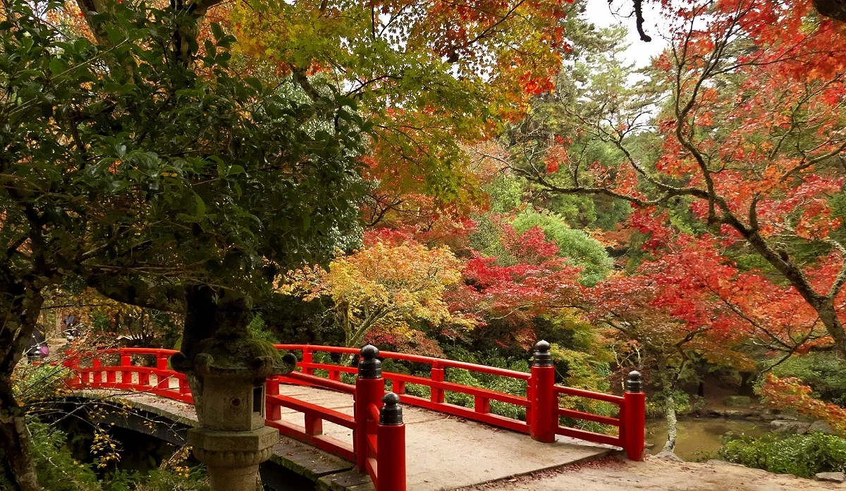 宮島「紅葉谷公園」以日本楓樹為主,約有700棵楓樹