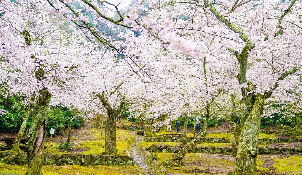 宮島「桃林櫻花園」位於宮島歴史民俗資料館對面,是人氣賞櫻景點