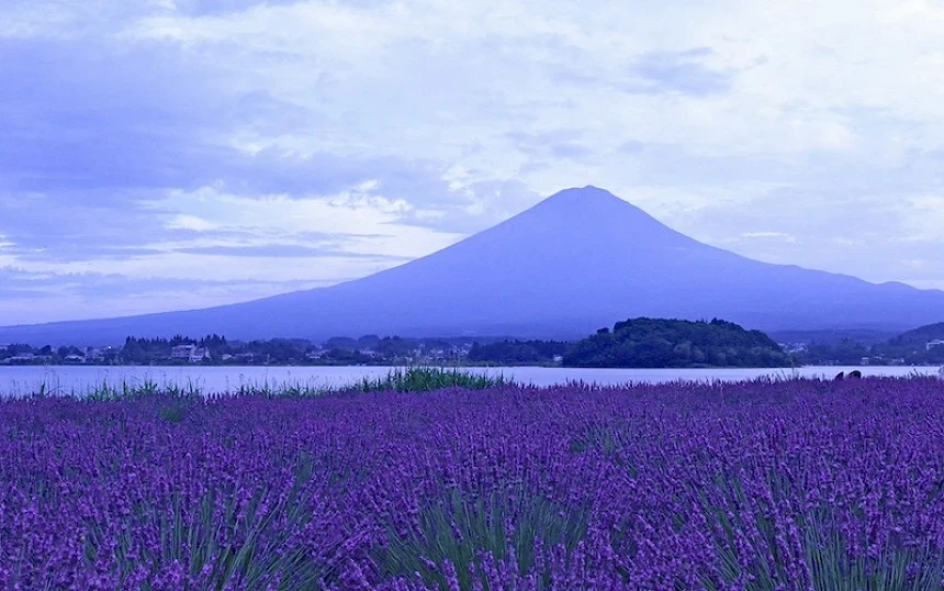 大石公園夏季的薰衣草祭