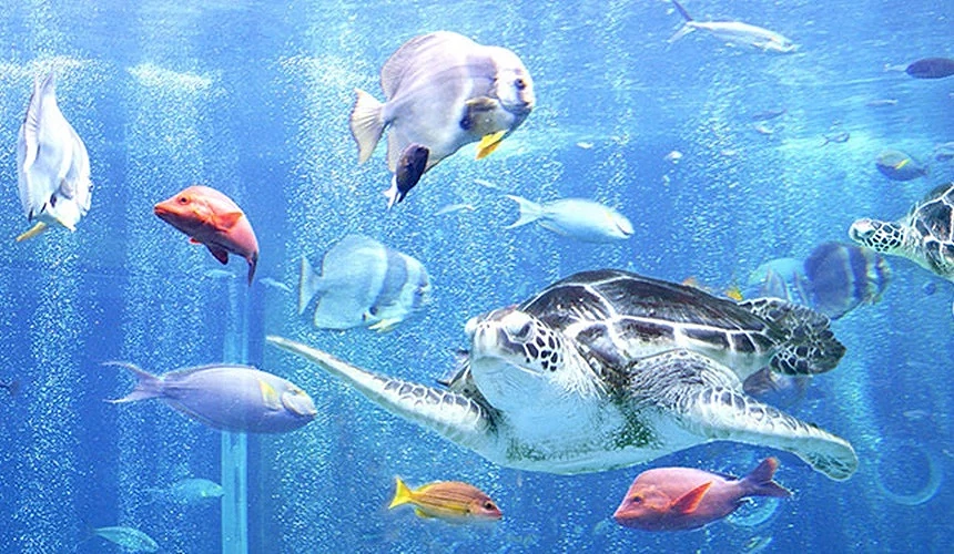 有七種不同的海水生物在水槽內的樣子