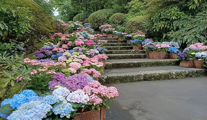 階梯兩側開滿繡球花