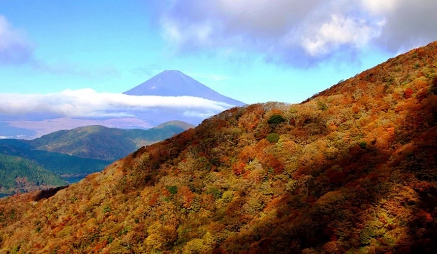 楓葉與山景