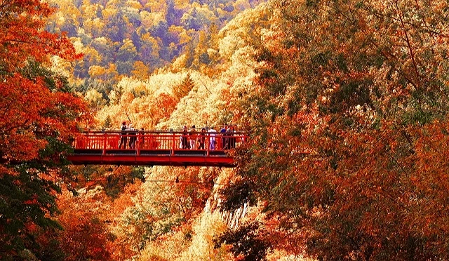 秋季的定山溪溫泉,楓紅滿山遍野