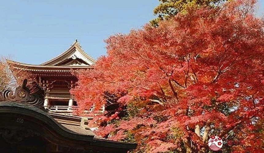 關東楓葉絕景,秋季紅葉染遍高尾山