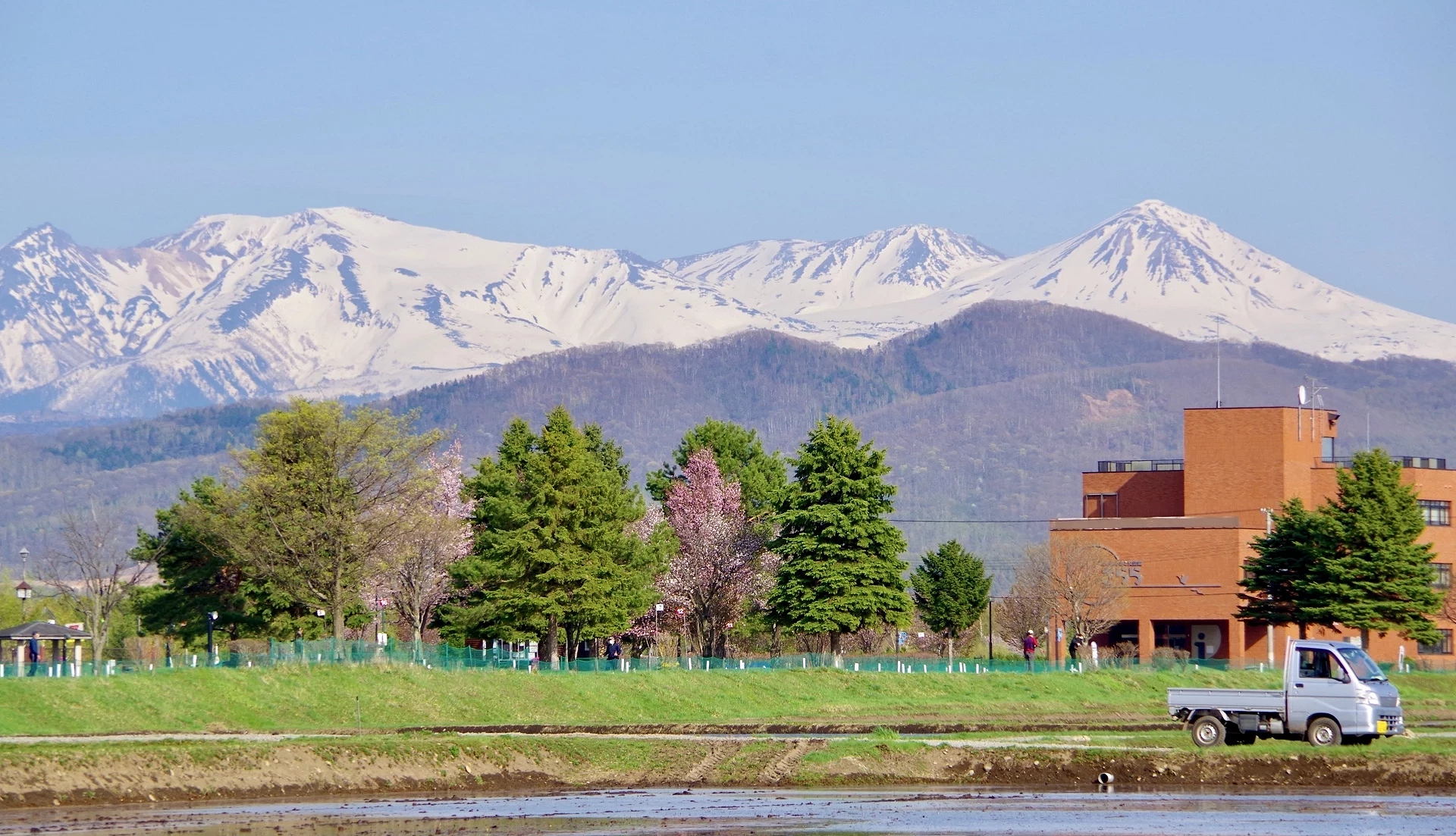 春季的旭川,遠方雪山白色山頭十分壯觀,市區河邊櫻花樹盛開中