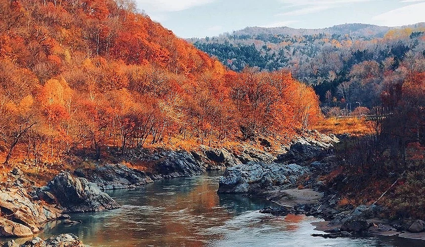 溪流流經滿山遍野的紅葉