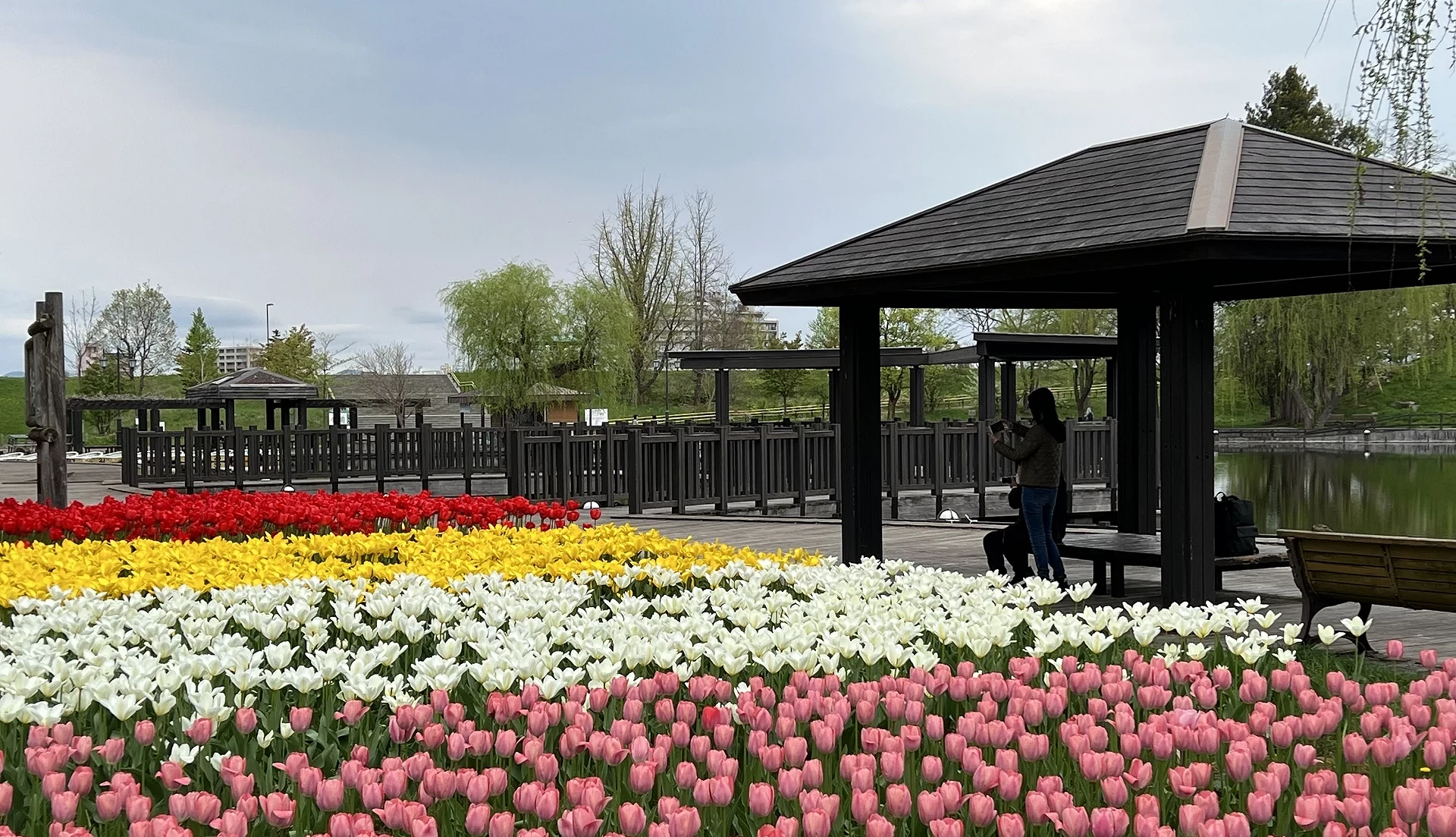 常磐公園內粉、白、黃、紅色鬱金香盛開