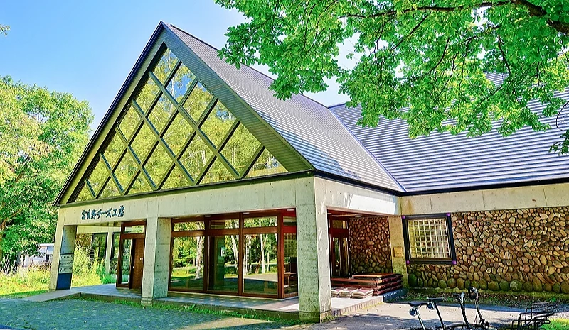 富良野起司工房被白樺樹包圍