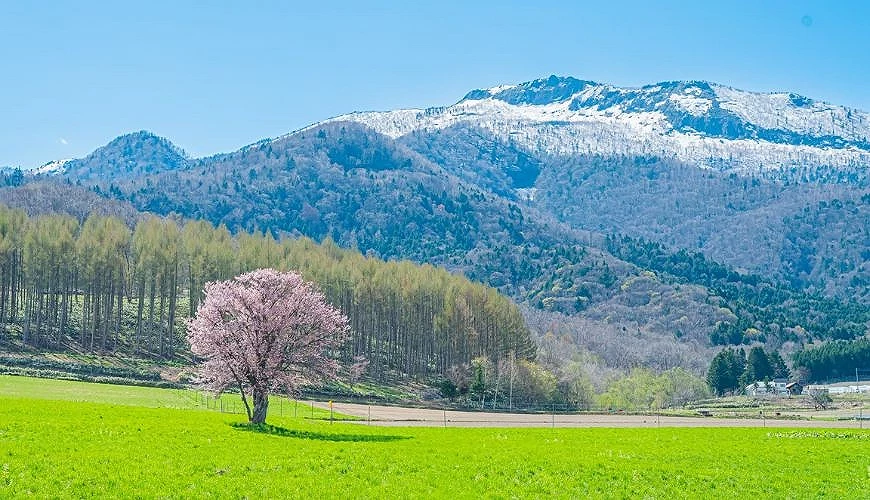 一棵櫻花樹在廣闊綠地上盛開,後面群山可見白雪