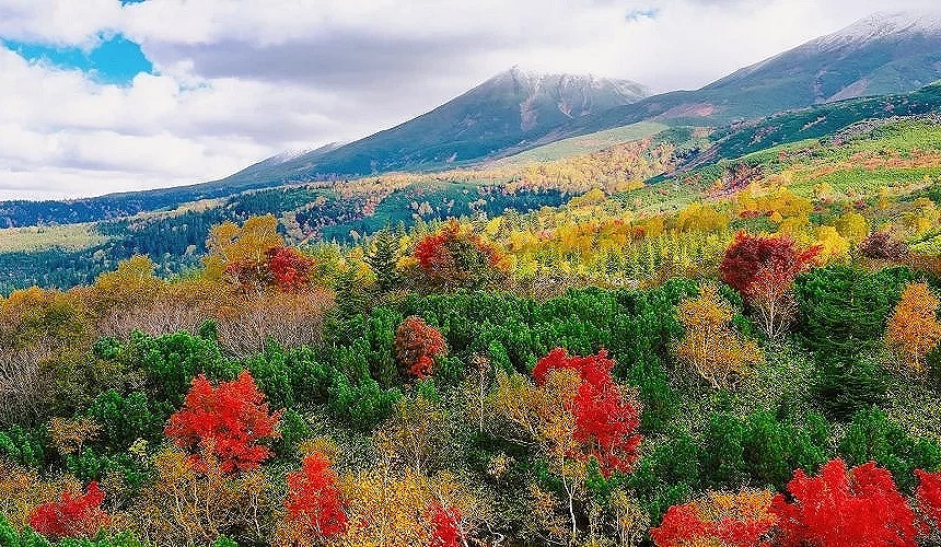 秋天十勝岳望岳台的景觀,山坡上黃紅黃紅