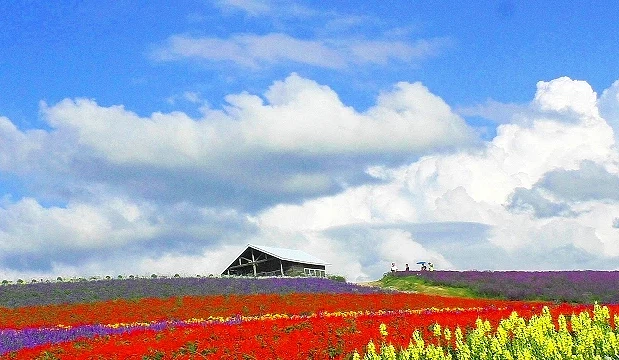 菅野農場園內,小屋在花田山丘上很可愛