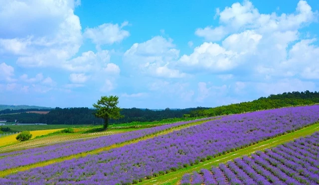 日出公園薰衣草園,紫色薰衣草田在丘陵上鋪展開來