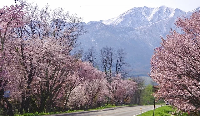 春季的富良野,道路兩側開滿櫻花