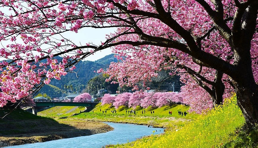 河津櫻盛開於河岸兩側,粉紅花海與翠綠草地交織,襯托湛藍溪水與遠方青山,展現春季伊豆的絕美風景。