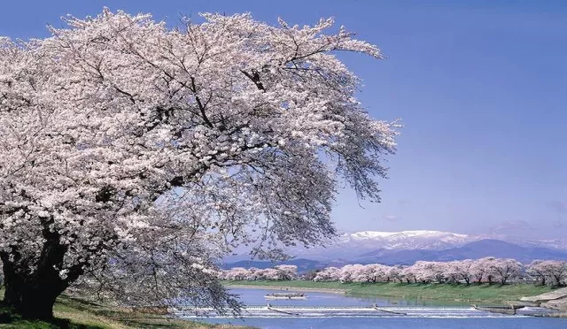 仙台天氣全攻略：7天預報、四季氣溫概覽、推薦祭典及穿搭表一次看 的縮圖