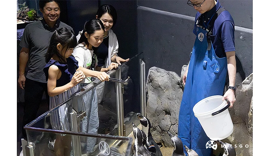 孩子餵食企鵝的樣子父母在後照看