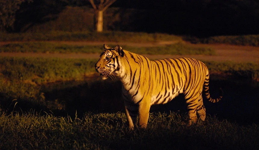 「姬路中央公園」夜間野生動物遊園的老虎