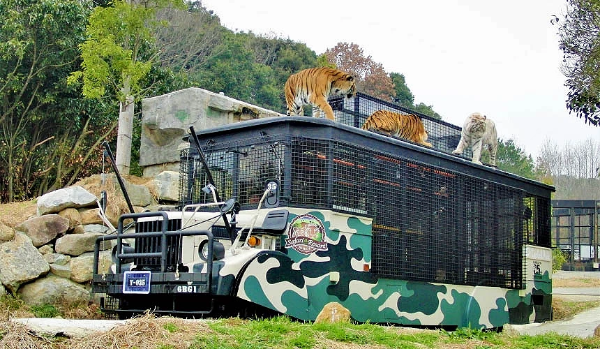 卡車或巴士改裝的動物園遊園車,周圍設有雙層鐵籠,可透過鐵籠縫隙餵食老虎、獅子