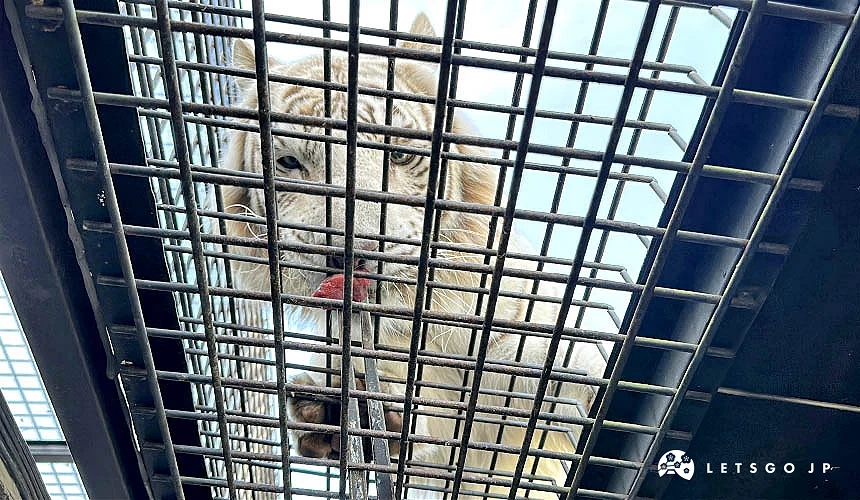 隔著鐵籠的老虎