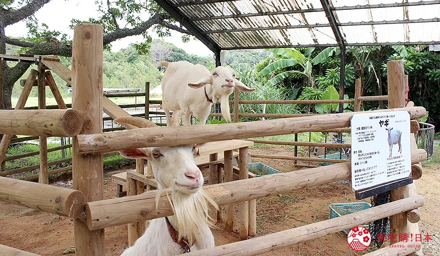 在這裡可以購買飼料餵食山羊