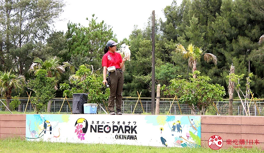 「NEO PARK」每日舉辦兩場精彩的猛禽飛行秀