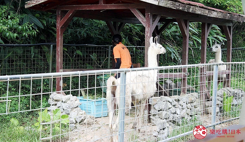 搭乘園區「沖繩輕便鐵道」有機會遇見藏身在徒步時看不到的動物