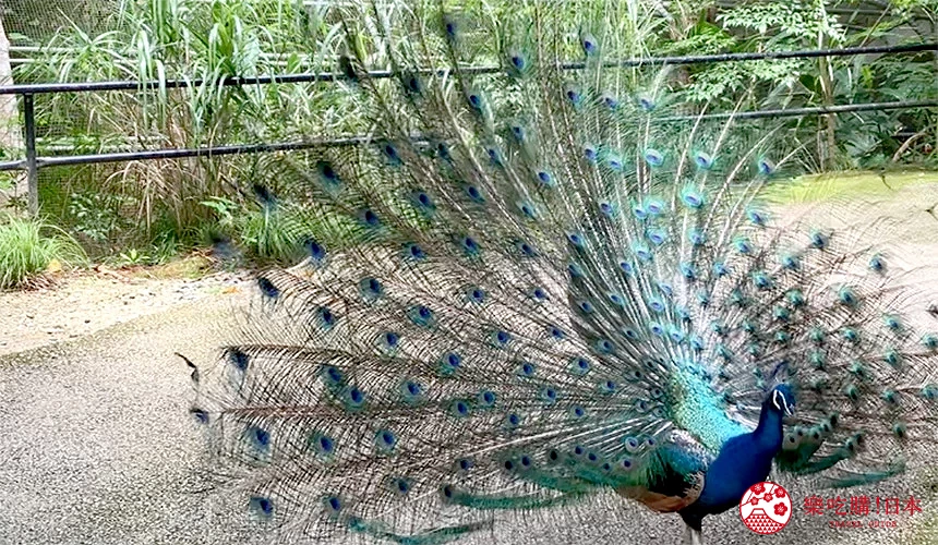 園內有各式各樣的動物,幸運的看到開屏孔雀