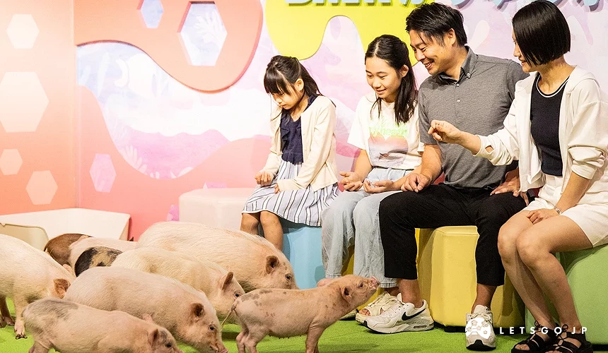 親子沈浸在迷你豬會時體驗裡
