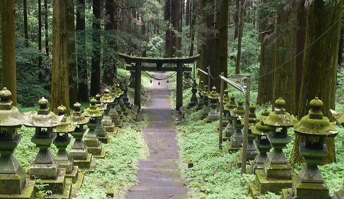 神社參道兩旁巨木與燈籠林立,神秘肅穆