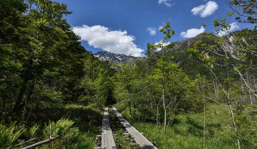 藍天白雲下有一片綠色樹林,樹林中有兩道木頭步道