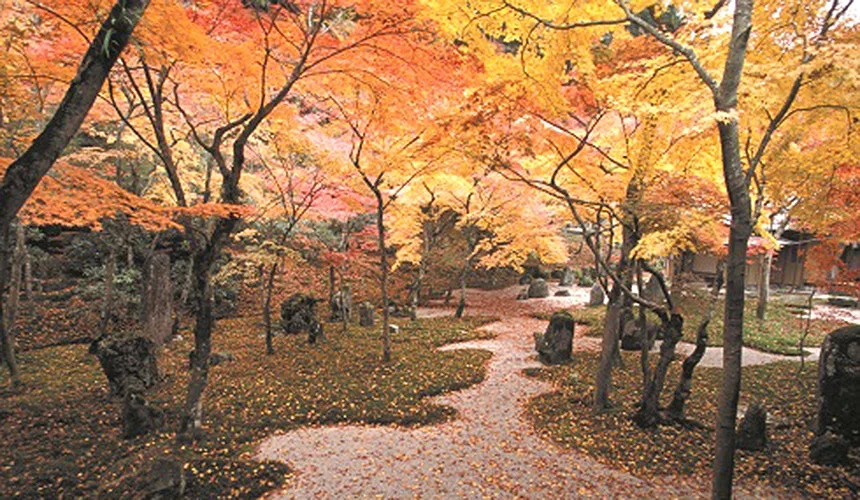 秋季賞楓勝地「光明禪寺」